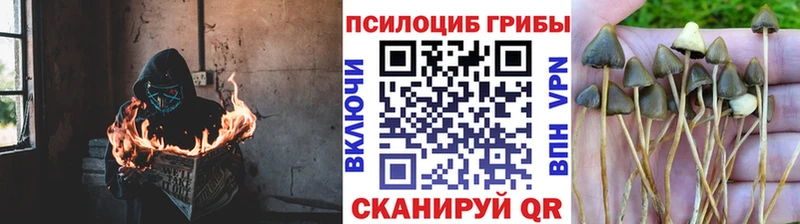 Галлюциногенные грибы мицелий  где купить наркоту  Межгорье 